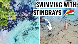 Swimming With Stingrays In Mahe, Seychelles | 4K Travel Vlog