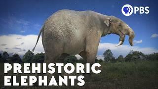 How The Elephant Got Its Trunk