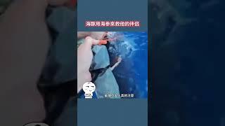 海豚用海参來救他的伴侣 #涨知识 #科普 #动物救援