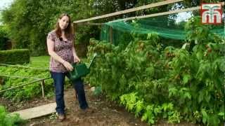 How to grow raspberries with Thompson and Morgan. Part 1: Planting and Caring for your raspberries.