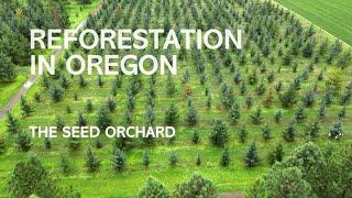 Reforestation in Oregon: The Seed Orchard