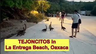 Tejoncitos in La Entrega Beach at Bahias de Huatulco, Oaxaca