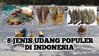 8 Jenis Udang Populer di Indonesia