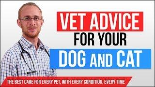 Vet Advice For Your Pet: Be Fully Informed with Our Pets Health