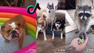 Cute Animals Tiktok Compilation.. To Brighten Up your day!