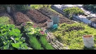 Vegetables Gardens in Japan ( Backyard  Vegetables )