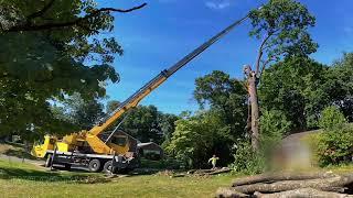 Oak Tree Assembly, Part One! Carroll County, Maryland USA