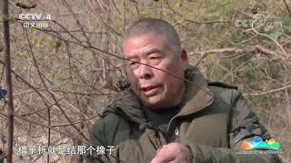 《远方的家》 20210402 河南太行山猕猴国家级自然保护区 寻踪太行猕猴| CCTV中文国际