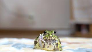 Cute green round frog🟢  ( Chaco horned frog )