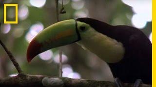 Birds of Paradise - Toucan | National Geographic