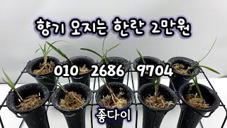 10월 24일 향기 오지는 한란 2만원