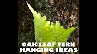 OAK FERN POTTING IDEAS -Vlg. 190