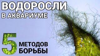 Как избавиться от водорослей в аквариуме. 5 методов борьбы и средства против водорослей.