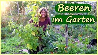 Beeren pflanzen │ Beeren im Garten