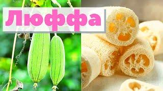 Люффа | Как это сделано | Luffa