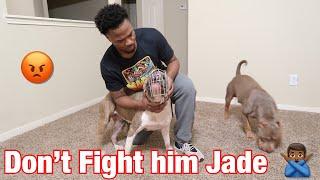 How to introduce a new dog to your dog part two: American Bullys #AmericanBully #Pitbull