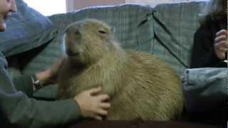 Most Adorable Capybara In Blissful Ecstasy  カピバラのエクスタシ