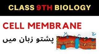 Cell Membrane in Pashto | Cell membrane | Home of biology