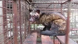 Civet Coffee: Brewing the Next Pandemic - Kopi Luwak