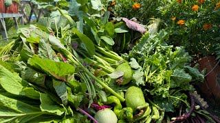 Harvest bitter melon, kohlrabi, cabbage, eggplant, and mustard greens #gardening