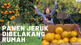 Kegiatan weekend kita || Panen buah malah hanya ditaruh dipinggir jalan.