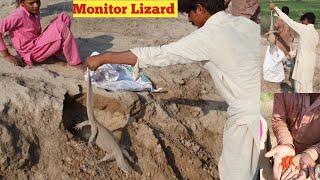 Big Monitor Lizard Catched by the Snake Charmers on the Complaint of Farmers