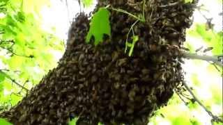 Understanding Honey Bee Swarms