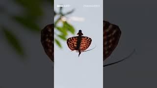 The Flying Draco Lizard  | BBC Earth