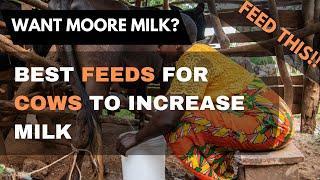 The best feed for cows to increase milk