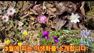 금성쟁이에 2~3월에 피는 30여가지 야생화를 소개합니다.