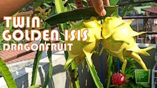 1.35 KG TWIN GOLDEN ISIS DRAGON FRUIT in ONE BRANCH SUPER BIG SUPER FRUIT | G's Garden & More