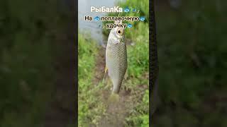 РЫБАЛКА на ПОПЛАВОЧНУЮ удочку природа отдых лес река