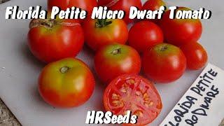 Florida Petite Micro Dwarf Tomato | Solanum lycopersicum | Tomato Review