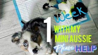 The first week with our Mini Australian Shepherd