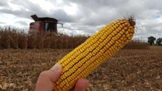 Corn Harvest Cab Cam - 2016 Ohio State Nitrogen Trials