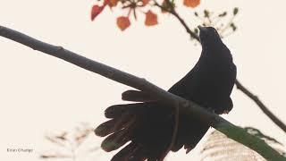 Asian koel calling