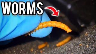 INSANE Detail Transformation on WORM Car | SATISFYING DETAIL DANE COMPILATION | ASMR