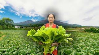 Harvesting Huge Vegetables, Pickling Mustard Greens Traditional Way | Pink Garden