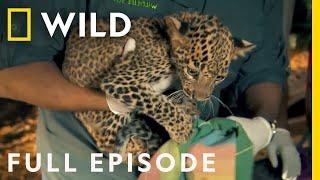 Saving Twin Leopard Cubs That Fell Down a Well (Full Episode) | Jungle Animal Rescue