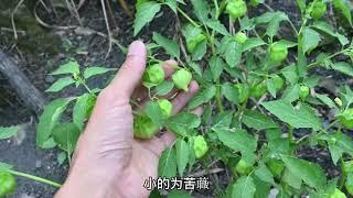 “灯笼草”植物了解吗？果长得似灯笼而得名，用途与价值认识下！