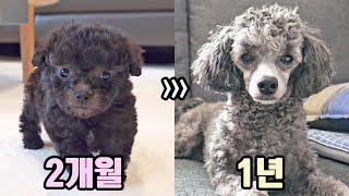 One Year Growth Process of a Silver Poodle Puppy