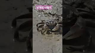 방게의 나들이