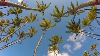 Hawaii hammock POV in 4K