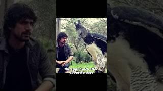 Harpy Eagle | The Strongest Eagle on Earth