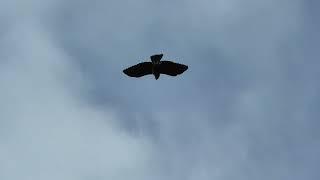 Hunting with a male Harris' Hawk - Two minutes with Frederick