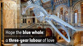 The blue whale: a three-year labour of love | Natural History Museum