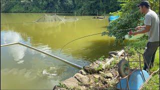 how to catch grass carp with banana tree bait/ amazing fishing method/carp fishing