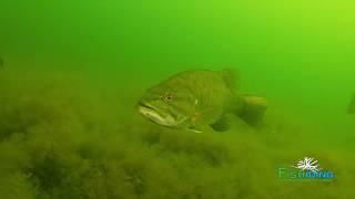 The Science Behind Fishiding Artificial Fish Habitat-Underwater Video (Part 3 of 10)