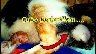 Ibu Kucing Calico Melahirkan anak || Cat Giving Birth