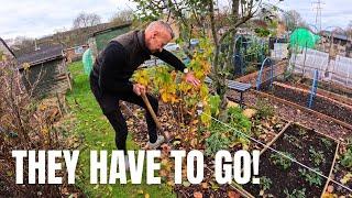 Removing the raspberries and transplanting the blackcurrants - Allotment Gardening UK